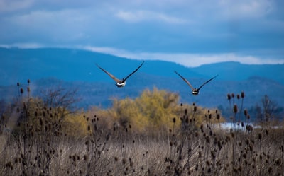 During the day, brown and white birds fly in brown grass
